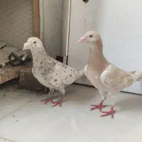کفتر سرور کرم نر و ماده