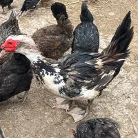 اردک