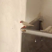 فنچ فروشی معاوضه مرغ عشق