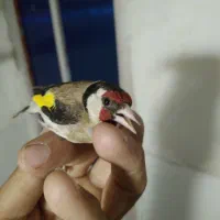 سهره .قناری.شیرالات.ماده