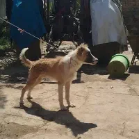 توله