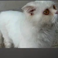 گربه|گربه|رفسنجان, |دیوار