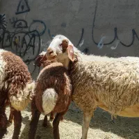 دومیش با سه گوسفند ماده
