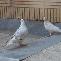 گفتر معاوضه بیا گلبسر سهره