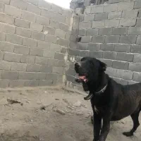 سگ سرابی نر سیاه اصیل
