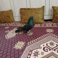 کفتر|پرنده|فارسان, |دیوار