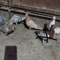 جوجه کفتر