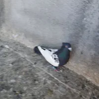 سینه سیاه نر پرشی