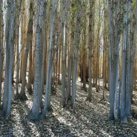 خریدار چوب درخت (تسویه نقدی سرباسکول)