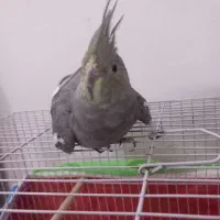 یه جفت عروس هلندی نر و ماده
