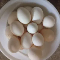 تخم مرغ محلی