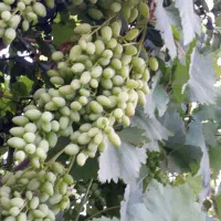 قوره|خوردنی و آشامیدنی|سنندج, |دیوار
