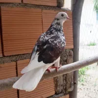کبوتر