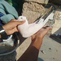 کبوتر دنبی نر
