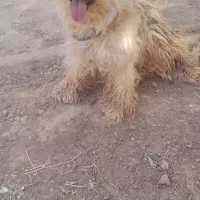 سگ نر