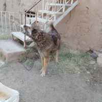 سگ گله