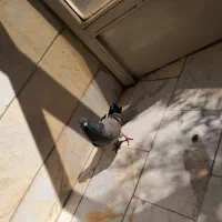 سبز|پرنده|تهران, شادآباد|دیوار