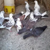 کبوتر
