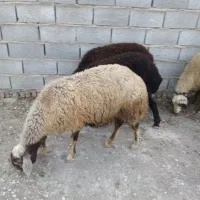 دوعدد گوسفند ابست یکی شال ودیگری قیر