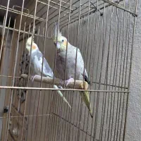 جفت عروس هلندی آواز خوان