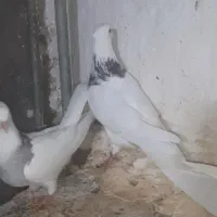 کبوتر