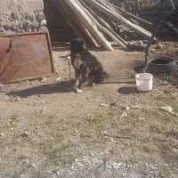 واگذاری سگ شاهسون