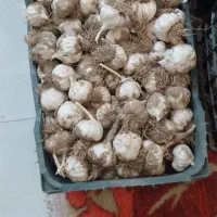 سیرمحلی