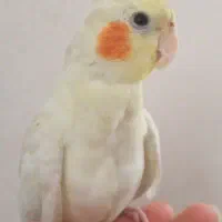 عروس هلندی نر