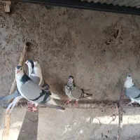 دمگیر بدرنگ ماده