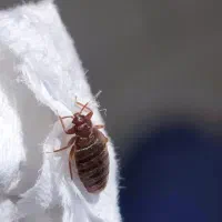سمپاشی تخصص شرکتی سم پاشی تضمینی ساس سوسک