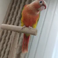 گرینچیک نر . ملنگو کتوله عروس راهب