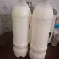 دوغ محلی گوسفند