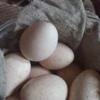 تخم بوقلمون محلی