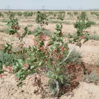 زمین کشاورزی باسهم ازدوچاه 8 اینج