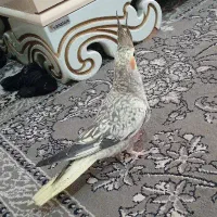 عروس هلندی ماده