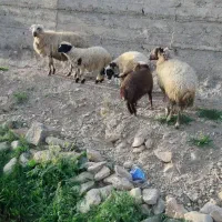 میش و بره|حیوانات مزرعه|خمین, |دیوار