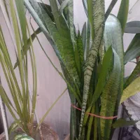 گلهای طبیعی
