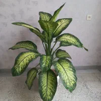 دیفن بزرگ