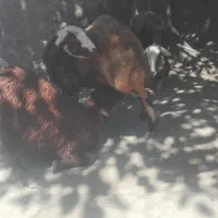 میش بره