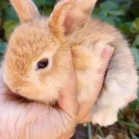 بچه خرگوش هدیه ویژه وبصرفه برای تولددوستانتان