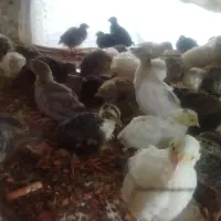 بلدرچین 30روزه