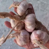 سیر