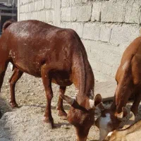 صلاله کهر یک سال سن اوس نامعلوم