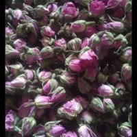 غنچه گل امسال تازه ومعطر با قیمت عالی