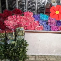 گل رز هلندی