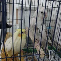 عروس هلندی نر و ماوه با یه جوجه