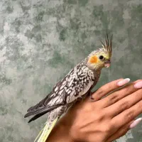 تکی و جفت مولد عروس هلندی لوتینووسینامون وگلباقالی