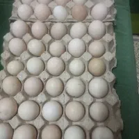 فروش تخم محلی