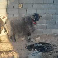 قوچ میش بز گوسفند