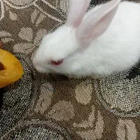 خرگوش